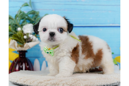 成約済の神奈川県のミックス犬-321341の7枚目