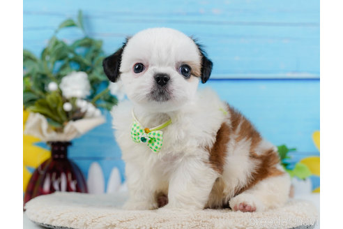 成約済の神奈川県のミックス犬-321341の6枚目