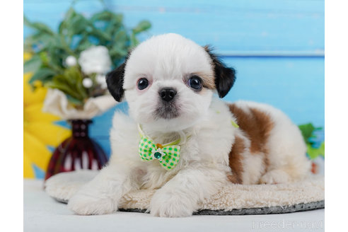 成約済の神奈川県のミックス犬-321341の5枚目