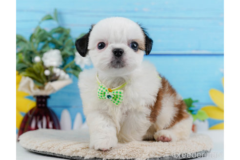 成約済の神奈川県のミックス犬-321341の4枚目