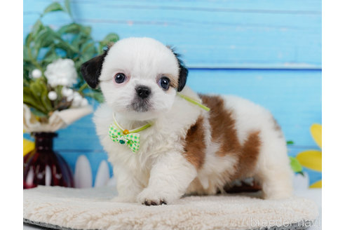 成約済の神奈川県のミックス犬-321341の3枚目