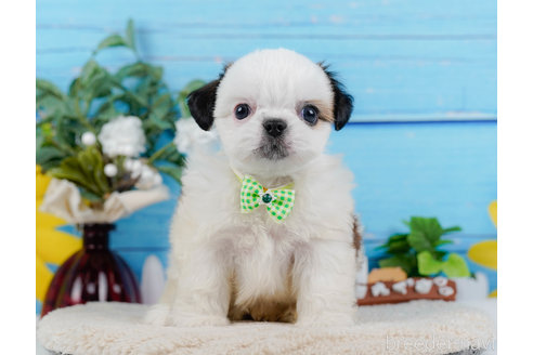 成約済の神奈川県のミックス犬-321341の2枚目