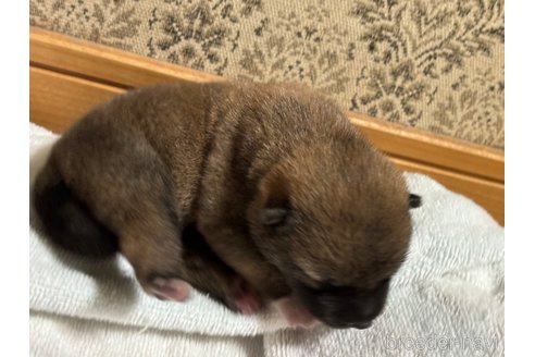 成約済の千葉県の柴犬-321819の4枚目
