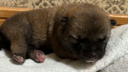 成約済の千葉県の柴犬-321819の3枚目