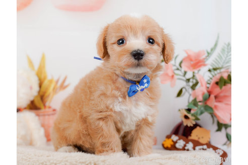 成約済の神奈川県のマルプー:マルチーズ×トイプードル-321353の11枚目