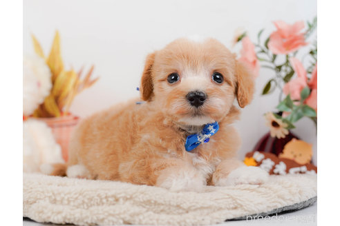 成約済の神奈川県のマルプー:マルチーズ×トイプードル-321353の9枚目