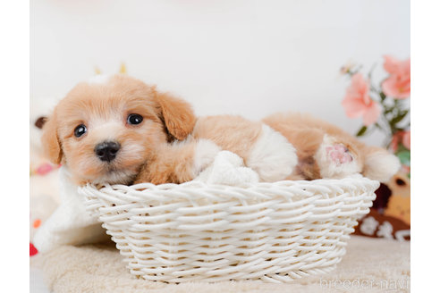 成約済の神奈川県のマルプー:マルチーズ×トイプードル-321353の4枚目