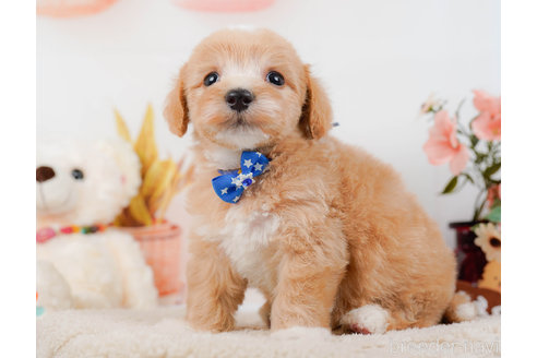 成約済の神奈川県のマルプー:マルチーズ×トイプードル-321353の3枚目