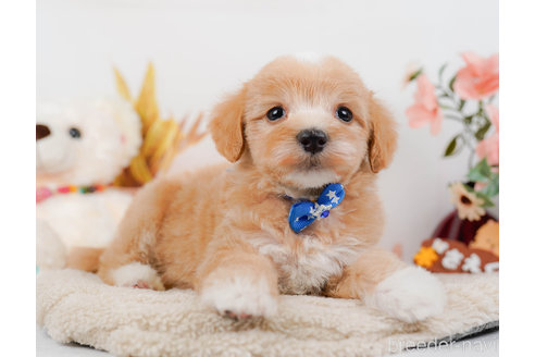 成約済の神奈川県のマルプー:マルチーズ×トイプードル-321353の2枚目