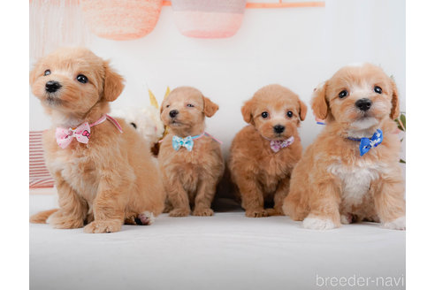 成約済の神奈川県のマルプー:マルチーズ×トイプードル-321361の10枚目