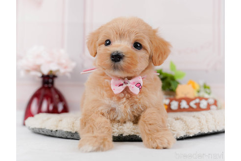 成約済の神奈川県のマルプー:マルチーズ×トイプードル-321361の8枚目