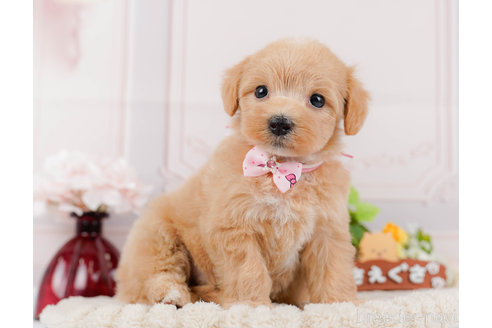 成約済の神奈川県のマルプー:マルチーズ×トイプードル-321361の7枚目