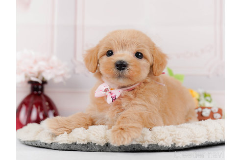 成約済の神奈川県のマルプー:マルチーズ×トイプードル-321361の5枚目