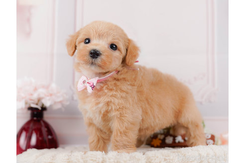 成約済の神奈川県のマルプー:マルチーズ×トイプードル-321361の4枚目