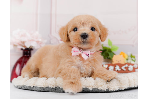 成約済の神奈川県のマルプー:マルチーズ×トイプードル-321361の2枚目