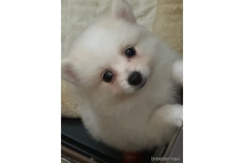 成約済の埼玉県のミックス犬-320312の1枚目
