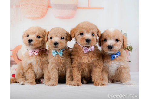 成約済の神奈川県のマルプー:マルチーズ×トイプードル-321365の12枚目