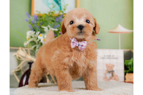 成約済の神奈川県のマルプー:マルチーズ×トイプードル-321365の11枚目