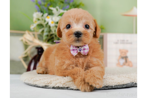 成約済の神奈川県のマルプー:マルチーズ×トイプードル-321365の9枚目