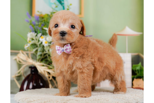 成約済の神奈川県のマルプー:マルチーズ×トイプードル-321365の8枚目