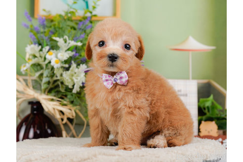 成約済の神奈川県のマルプー:マルチーズ×トイプードル-321365の7枚目