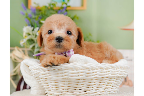 成約済の神奈川県のマルプー:マルチーズ×トイプードル-321365の5枚目