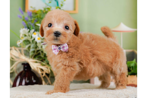 成約済の神奈川県のマルプー:マルチーズ×トイプードル-321365の4枚目