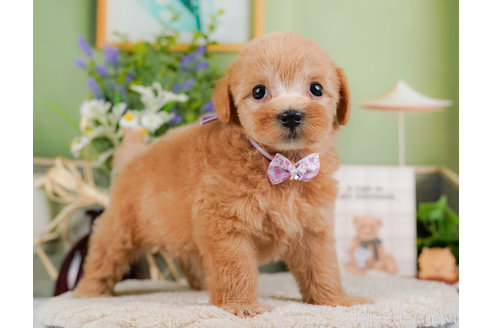 成約済の神奈川県のマルプー:マルチーズ×トイプードル-321365の3枚目