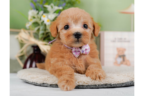 成約済の神奈川県のマルプー:マルチーズ×トイプードル-321365の2枚目