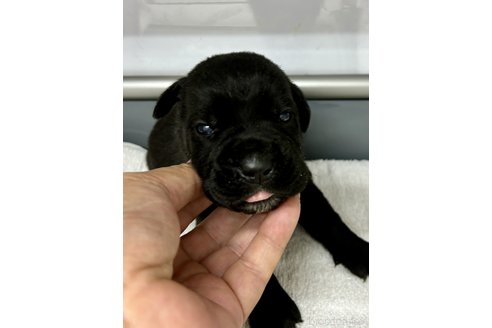 成約済の東京都のイタリアンコルソドッグ(カネコルソ)-318693の1枚目