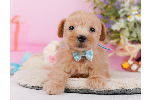 成約済の神奈川県のマルプー:マルチーズ×トイプードル-321369の11枚目