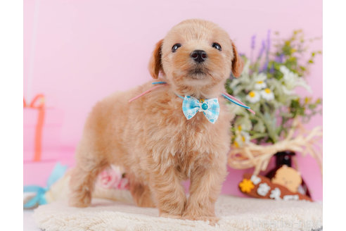 成約済の神奈川県のマルプー:マルチーズ×トイプードル-321369の10枚目