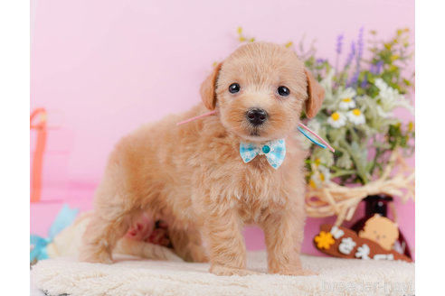 成約済の神奈川県のマルプー:マルチーズ×トイプードル-321369の9枚目