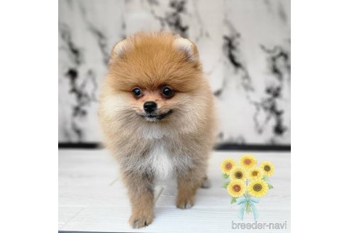 成約済の茨城県のポメラニアン-315642の15枚目