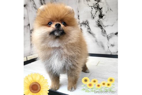 成約済の茨城県のポメラニアン-315642の13枚目