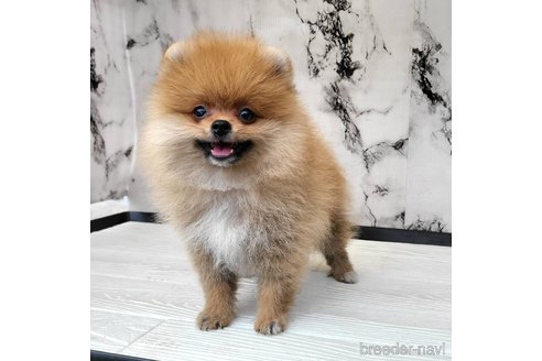 成約済の茨城県のポメラニアン-315642の12枚目