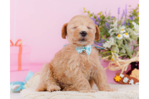 成約済の神奈川県のマルプー:マルチーズ×トイプードル-321369の8枚目