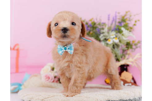 成約済の神奈川県のマルプー:マルチーズ×トイプードル-321369の7枚目