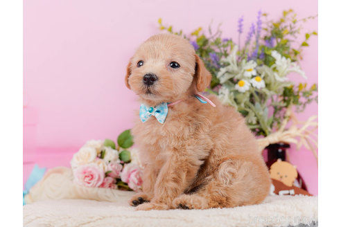 成約済の神奈川県のマルプー:マルチーズ×トイプードル-321369の6枚目