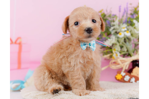 成約済の神奈川県のマルプー:マルチーズ×トイプードル-321369の5枚目