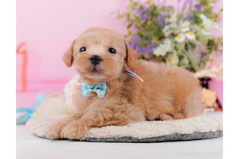 成約済の神奈川県のマルプー:マルチーズ×トイプードル-321369の4枚目