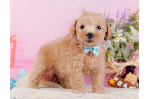 成約済の神奈川県のマルプー:マルチーズ×トイプードル-321369の3枚目