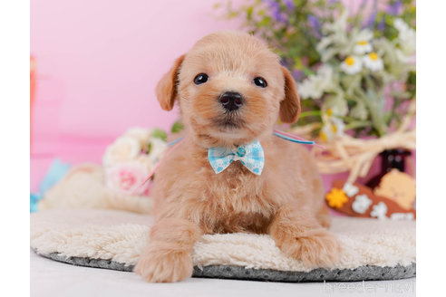 成約済の神奈川県のマルプー:マルチーズ×トイプードル-321369の2枚目