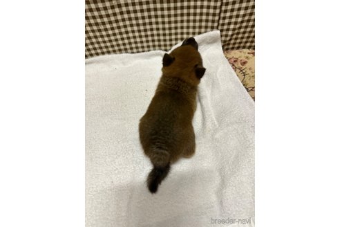 成約済の熊本県の豆柴-321371の7枚目