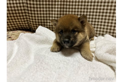 成約済の熊本県の豆柴-321371の4枚目