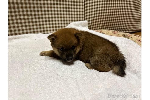 成約済の熊本県の豆柴-321371の6枚目