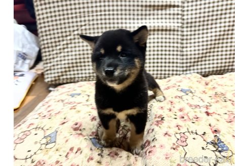 成約済の熊本県の豆柴-319167の6枚目