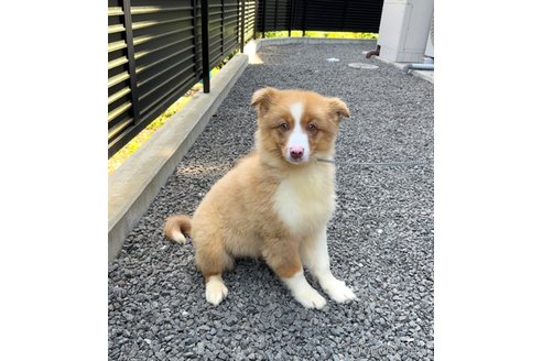 成約済の山梨県のオーストラリアンシェパード-302559の11枚目