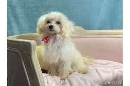成約済の茨城県のマルプー:マルチーズ×トイプードル-296213の7枚目