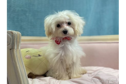 成約済の茨城県のマルプー:マルチーズ×トイプードル-296213の3枚目